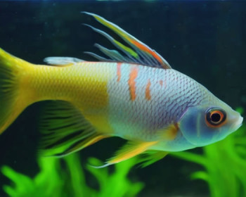 'Харациниды: Биоразнообразие и особенности содержания аквариумных рыб