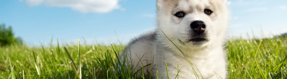 'Сибирские Хаски щенки (40 фото)