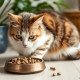 'Натуральный корм для кошек: как выбрать, с чего начать и не навредить любимцу