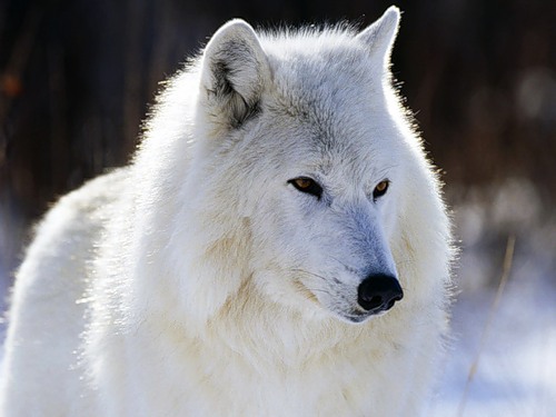 Арктический (Полярный) волк