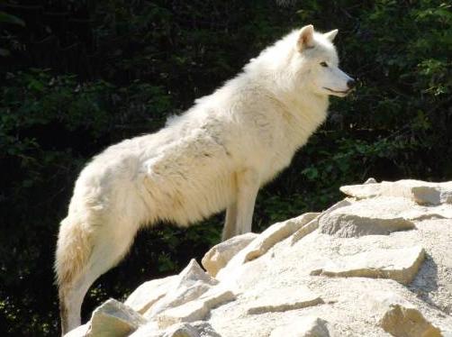 Арктический (Полярный) волк