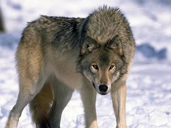 Среднерусский лесной волк
