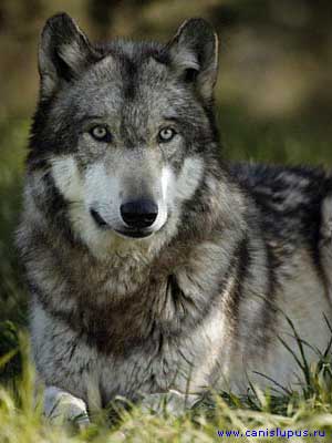 Монгольский волк