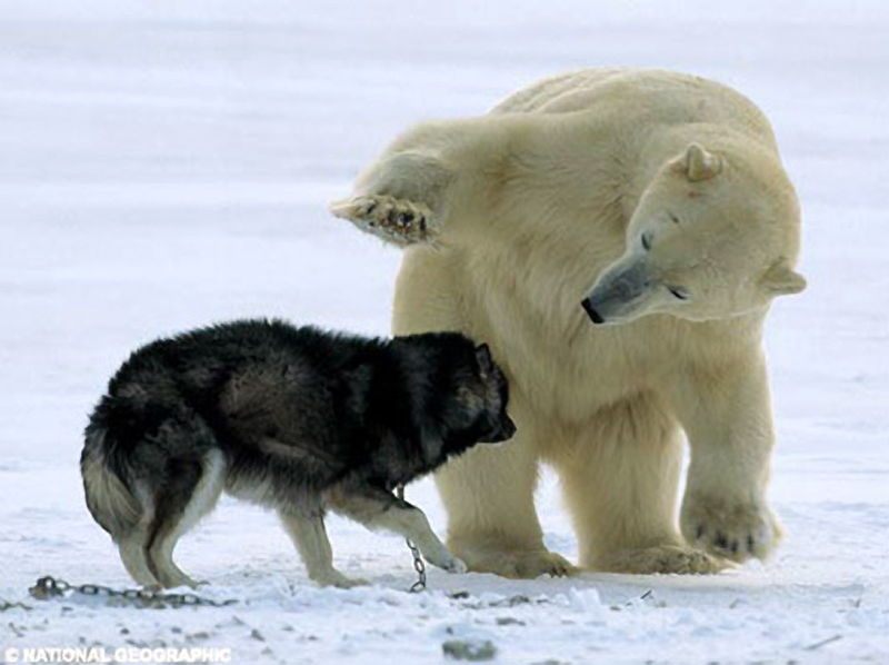 Сибирский Хаски и Белый Медведь