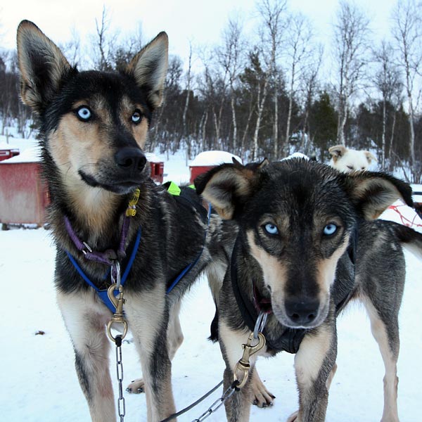 http://doghusky.ru/wp-content/uploads/2011/02/Alaskan_Husky_001.jpg