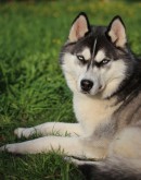 'Собаки породы Сибирский хаски: правила ухода