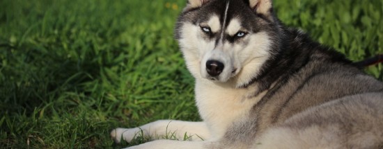 'Собаки породы Сибирский хаски: правила ухода