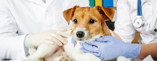 'Популярные услуги ветеринарной клиники