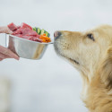 'Основы правильного питания: как выбрать качественное мясо для своей собаки