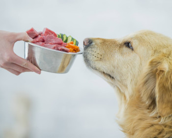 'Основы правильного питания: как выбрать качественное мясо для своей собаки