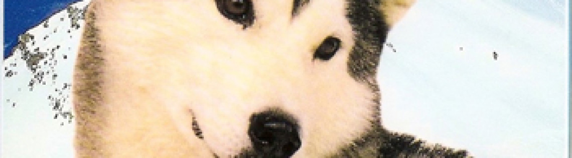 'Ездовые собаки (Аляскинский маламут, Сибирский хаски, Самоед)