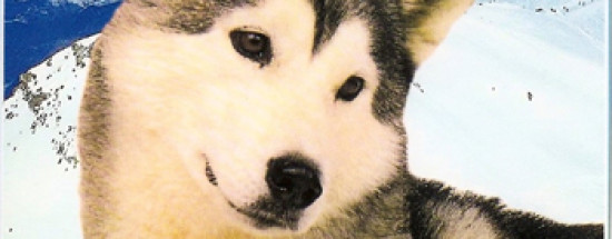 'Ездовые собаки (Аляскинский маламут, Сибирский хаски, Самоед)