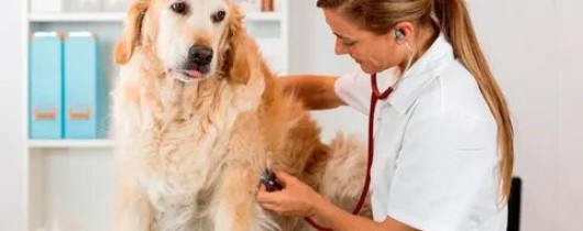'Какие болезни нужно лечить только в ветеринарной клинике?