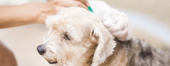 'Какие ветеринарные препараты спасают любимца от клещей