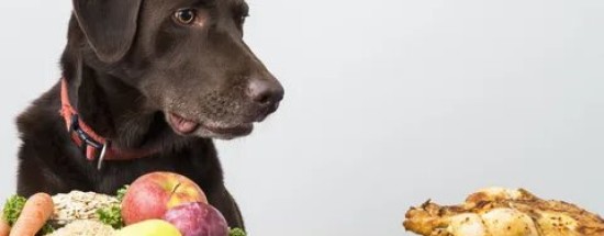 'Чем кормить собаку при заболевании печени?
