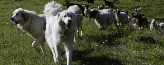 'История и особенности пастушьих собак