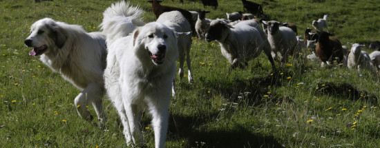 'История и особенности пастушьих собак