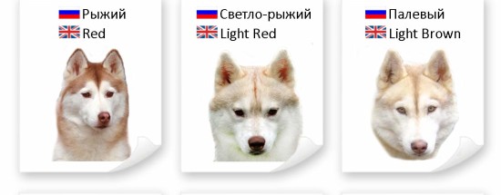 'Окрасы Сибирских Хаски