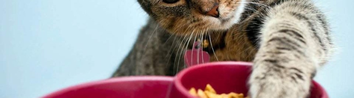 'Как правильно подобрать сухой корм для кошки?