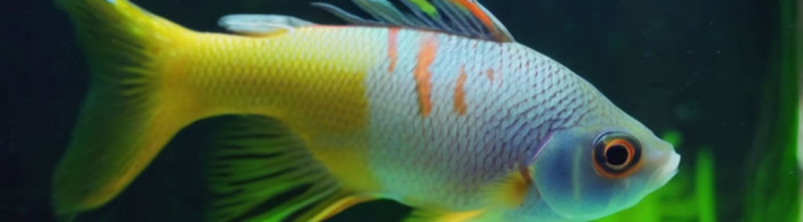'Харациниды: Биоразнообразие и особенности содержания аквариумных рыб