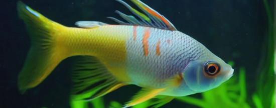 'Харациниды: Биоразнообразие и особенности содержания аквариумных рыб