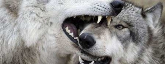 '