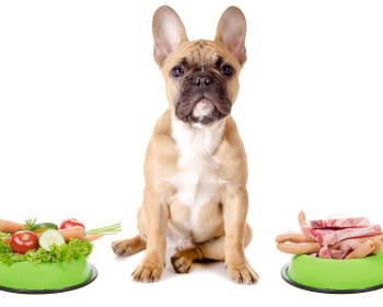 'Выбираем мясные консервы для собак: как сделать правильный выбор