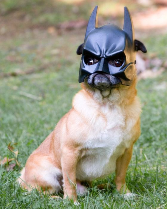 Собака Бэтман