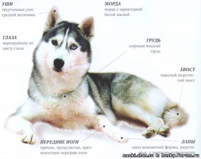 сибирский хаски стандарт породы