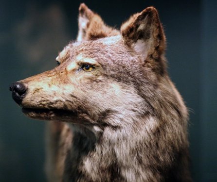 Ньюфаундленский волк