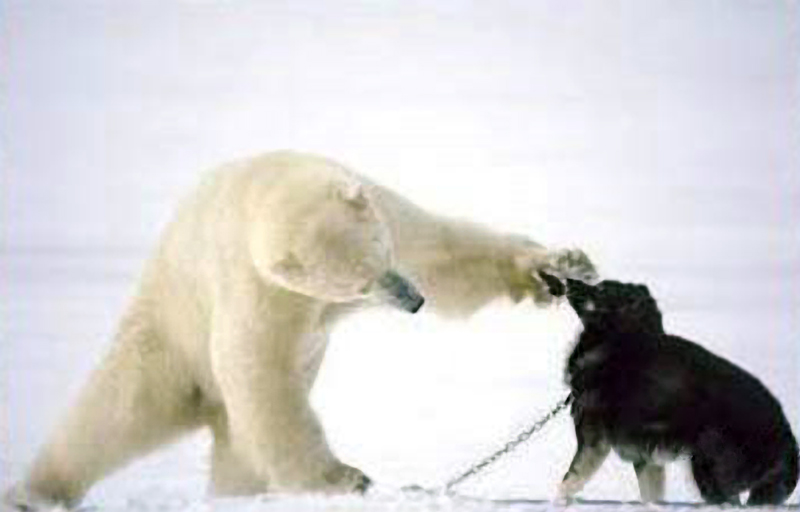 Полярная дружба Сибирского Хаски и Белого Медведя