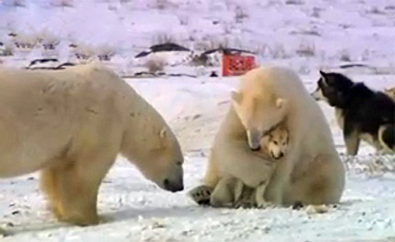 Полярная дружба Сибирского Хаски и Белого Медведя