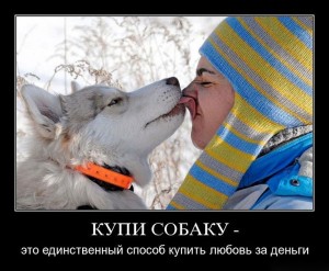 аляскинский маламут щенки приколы