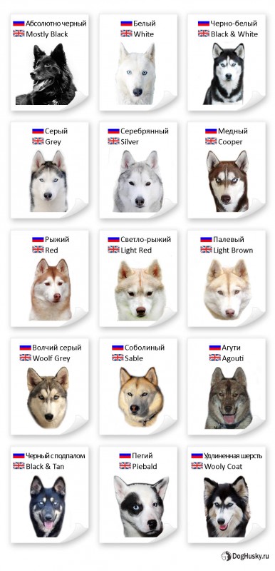 All colors of the Siberian Husky