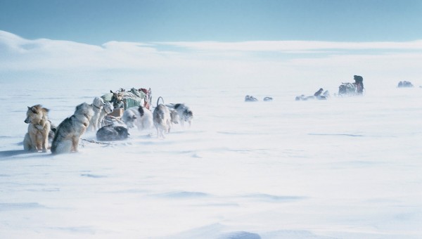 Сибирские Хаски фото в упряжках