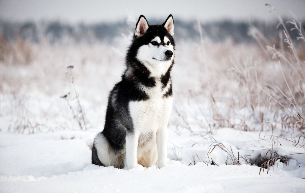 сибирский хаски фото собаки
