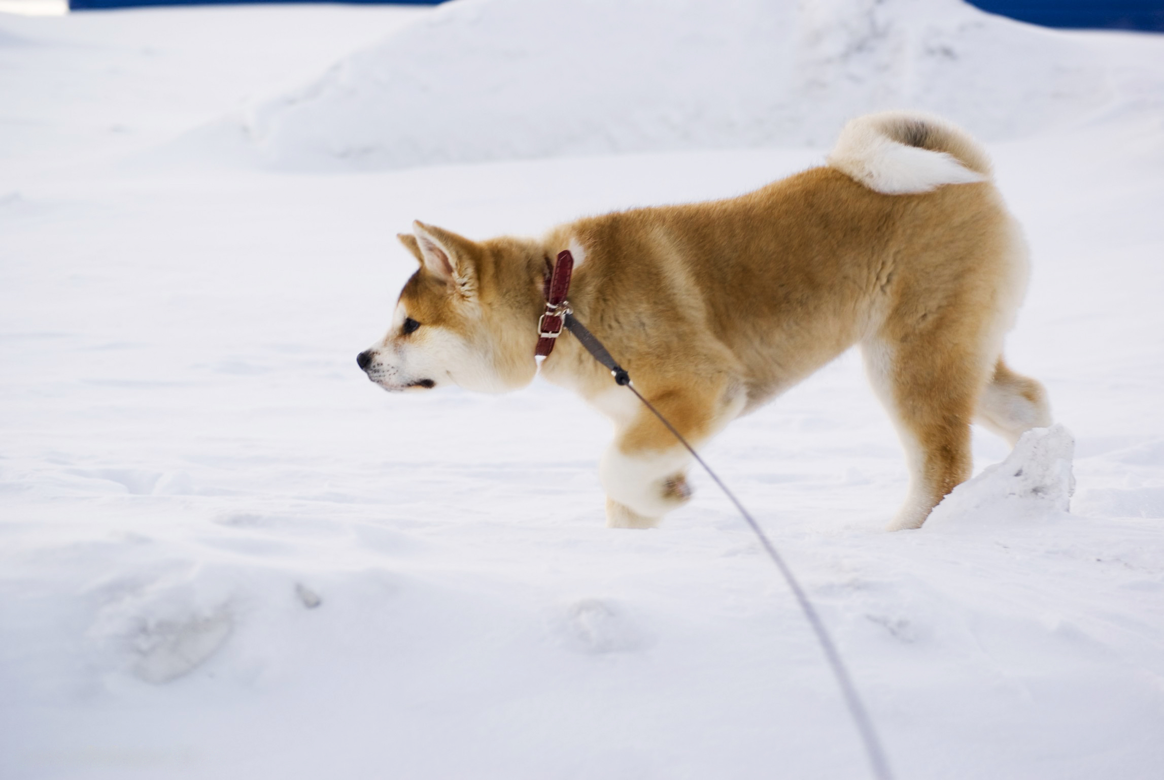 Анри акита. Акита-ину. Акита ину зима. Акита-ину фото собаки. Байкальский Баскервилька порода собаки.
