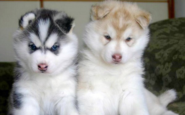 Сибирские Хаски щенки фото