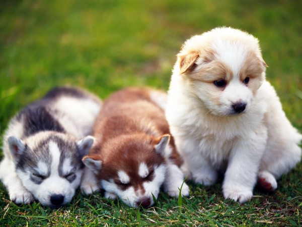 Сибирские Хаски щенки фото